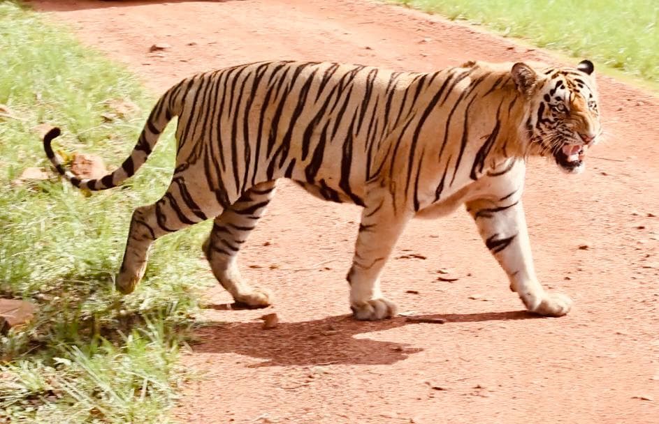 A Bengal tiger crossing a red laterite forest track in full side profile, mouth slightly open, green grass on the verge