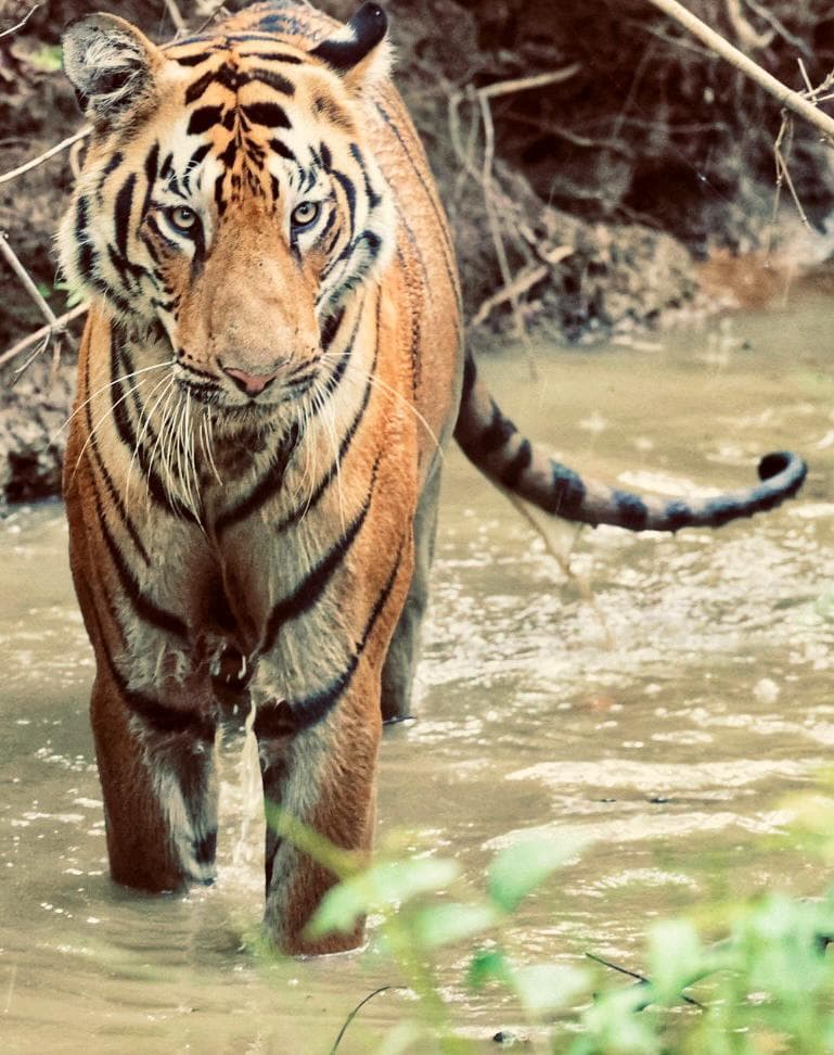 A Bengal tiger walking straight towards the camera through a shallow muddy forest pool, tail curled above the water