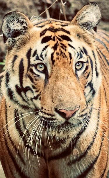Tight head-on portrait of a Bengal tiger, amber eyes locked on the camera, whiskers catching the light