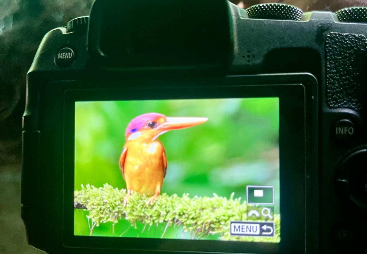 The rear LCD screen of a camera in playback mode, showing a freshly captured frame of an orange and lilac kingfisher on a mossy branch