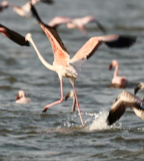 A greater flamingo running across shallow water with wings spread wide at the moment of take-off, spray flying from its feet