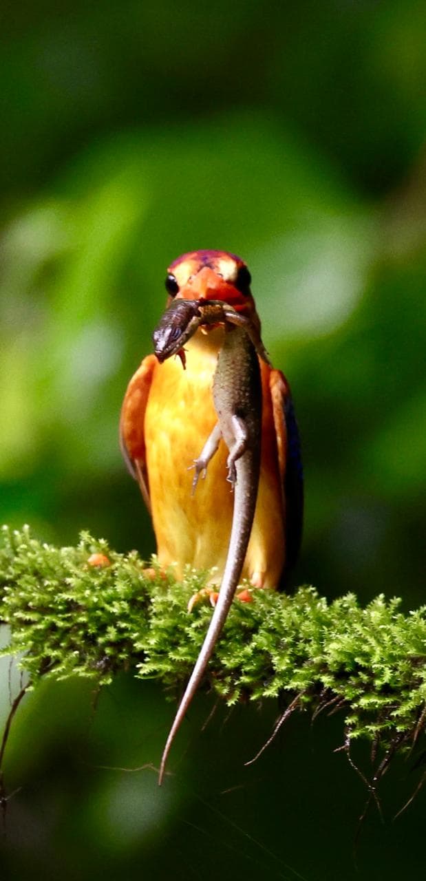 An Oriental dwarf kingfisher facing the camera on a mossy branch, holding a skink almost as long as itself crosswise in its bill