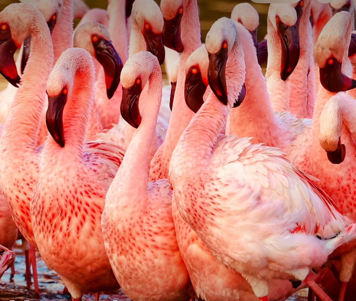 A dense crowd of lesser flamingos filling the frame, deep pink plumage, curved black-tipped bills and crimson eyes