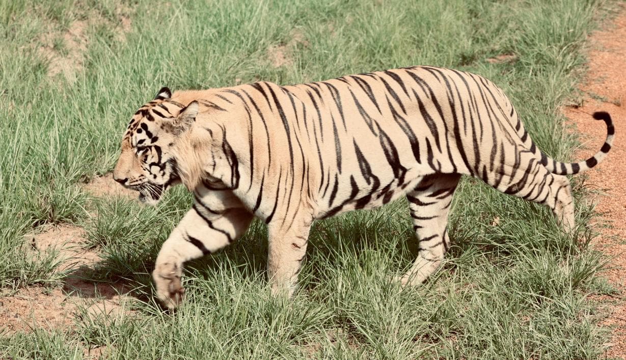A Bengal tiger striding through tall green grass beside a red earth track, head lowered, full body in profile